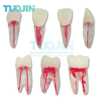 2PC Zubné Endodontic Zub Model Koreňového Kanála Zuby Výučby Modelovanie Školenia Zub Pre Študentov Endo Fyzikálnej Terapie Praxi